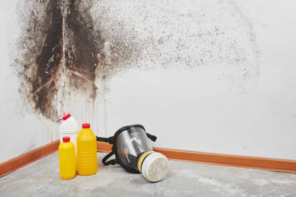 Best Commercial Mold Removal  in Ellenton, FL