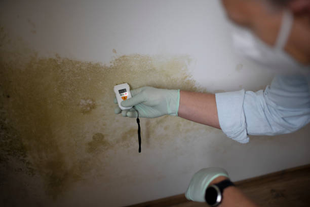 Best Attic Mold Removal  in Ellenton, FL