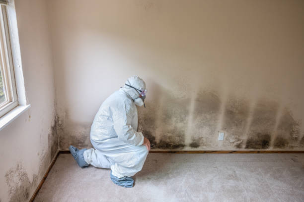 Best Black Mold Removal  in Ellenton, FL