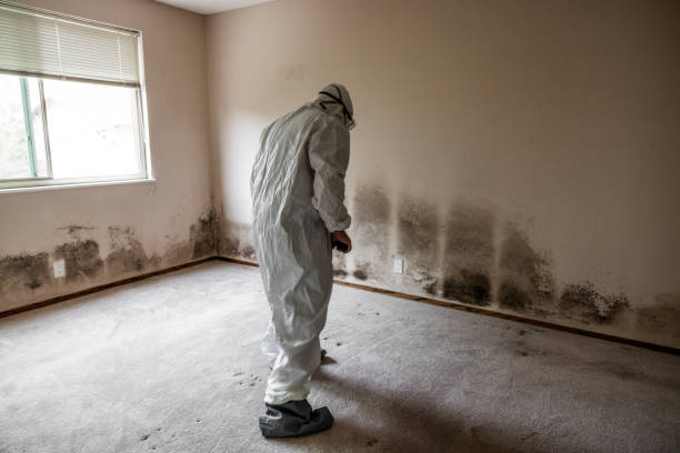 Trusted Ellenton, FL Mold Removal Experts