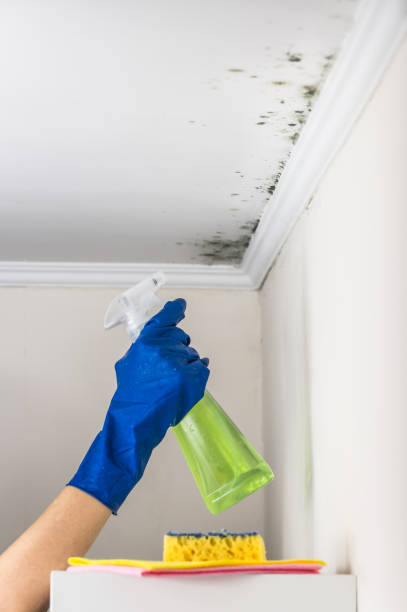 Best Mold Damage Repair  in Ellenton, FL