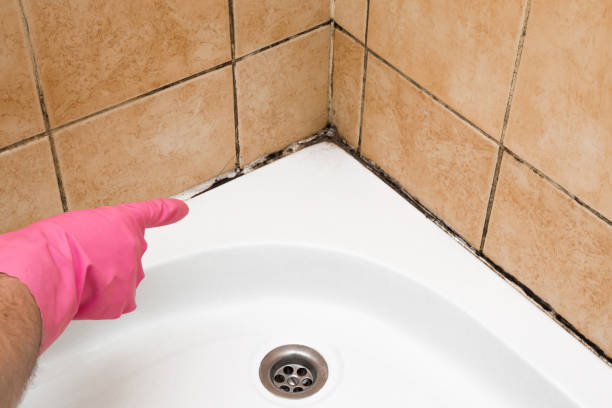 Professional Mold Removal in Ellenton, FL